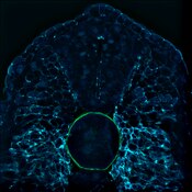 Immunofluorescent image of a transverse section of a stage 24/25 Xenopus embryo labeled with DSHB antibody MZ15 against keratan sulfate (green). Image Credit: Philipp Vick. PMID: 34096568, Fig. S4J.